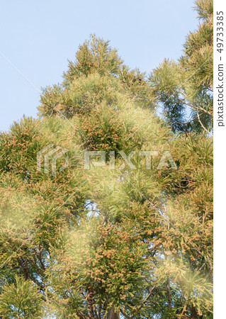 Sugi pollen 49733385