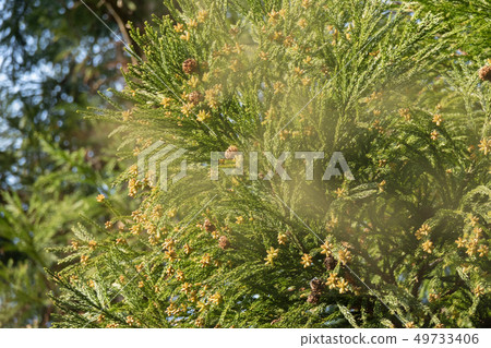 Sugi pollen Sugi pollen 49733406