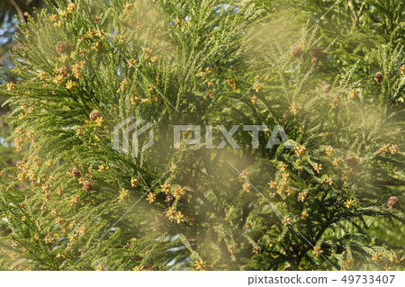 杉花粉 杉花粉 49733407