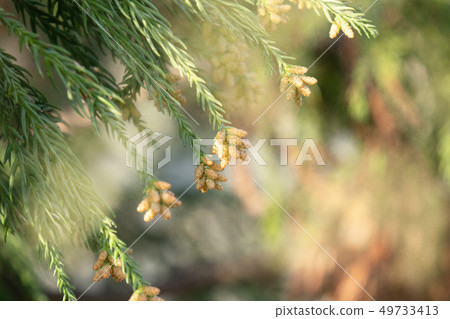 Sugi pollen 49733413