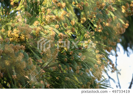 杉花粉 杉花粉 49733419