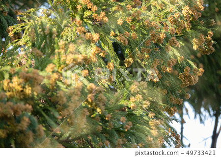 Sugi pollen Sugi pollen 49733421