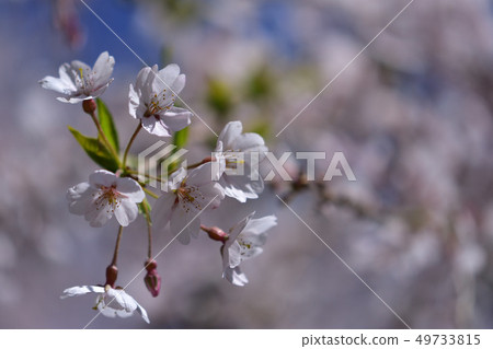 Cherry Blossoms Cherry Blossoms 49733815