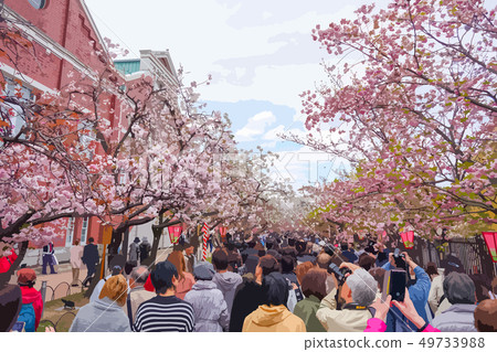 Mint morning sakura walk through Mint morning sakura walk through 49733988