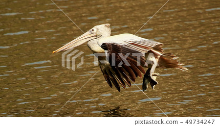 Spot billed pelican, Ranganathittu Bird Sanctuary 49734247
