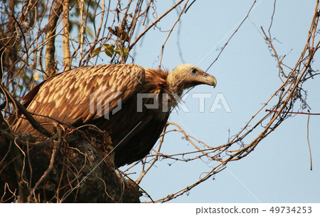 Long billed vulture, Kaziranga National park Assam 49734253