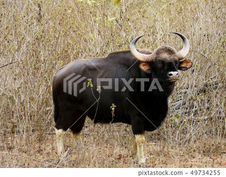 Bull guar, Bos gaurus, Bandipur National Park 49734255