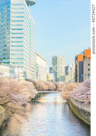 Spring lined with cherry blossom trees around Meguro, Meguro, Japan Spring lined with cherry blossom trees around Meguro, Meguro, Japan 49734427
