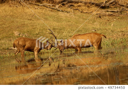 Sambhar stag in a mock fight, Pench National park Sambhar stag in a mock fight, Pench National park 49734450