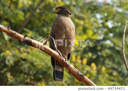Crested Serpent Eagle, Nagarhole National park 49734451