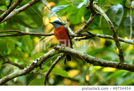 Blue Capped Rock Thrush, male, Nandi Hills, India Blue Capped Rock Thrush, male, Nandi Hills, India 49734454