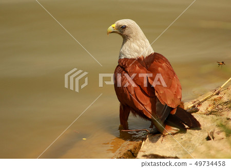Brahminy Kite, Haliastur indus, Lalbagh, Bangalore Brahminy Kite, Haliastur indus, Lalbagh, Bangalore 49734458