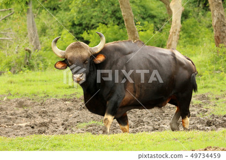 Indian Bull Guar, Bandipur National Park, India Indian Bull Guar, Bandipur National Park, India 49734459