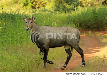 Nilgai, Tadoba National Park, Maharashtra, India 49734526