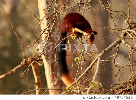 Malabar Gaint Squirell, Nagarhole National park Malabar Gaint Squirell, Nagarhole National park 49734529