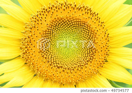 Photograph taken of sunflower sunflower yellow flowers (head flower) in closeup Photograph taken of sunflower sunflower yellow flowers (head flower) in closeup 49734577