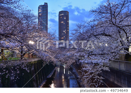 神田川和南大橋橋的夜櫻花 49734649
