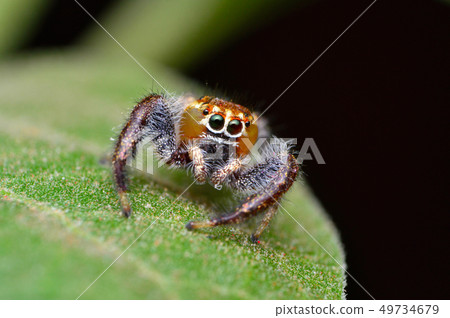Male jumping spider, Thyene imperialis, Satara 49734679