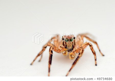 Front view of male jumping spider, Satara, India Front view of male jumping spider, Satara, India 49734680