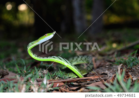 Green Vine Snake, Ahetulla nasuta, Satara, India Green Vine Snake, Ahetulla nasuta, Satara, India 49734681