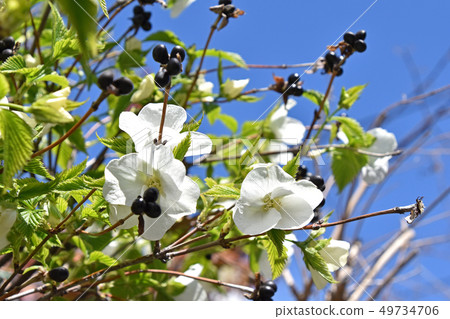 Shiroyamabuki (White Yamabuki) 49734706