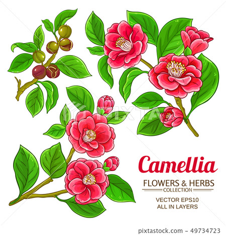 camellia vector set 49734723