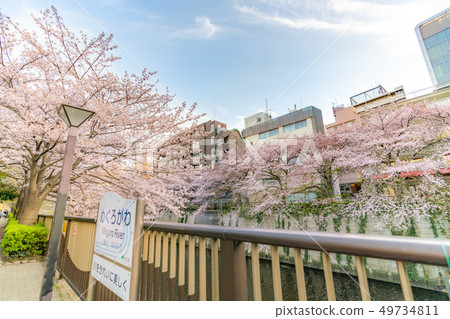 在Nakameguro附近的一排櫻花樹 49734811