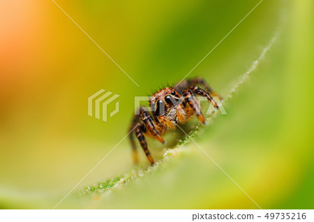 Jumping spider - Langona sp looking down, Satara 49735216