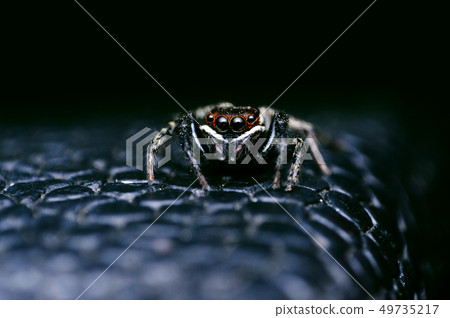 Jumping Spider, Satara, Maharashtra, India Jumping Spider, Satara, Maharashtra, India 49735217