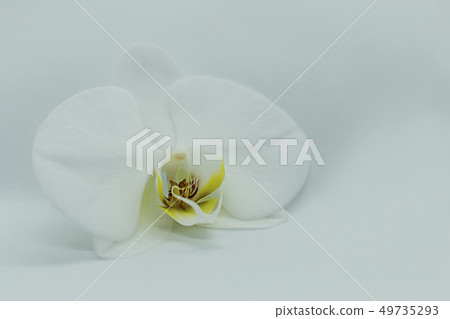 White orchid phalaenopsis on white background. Copy space 49735293
