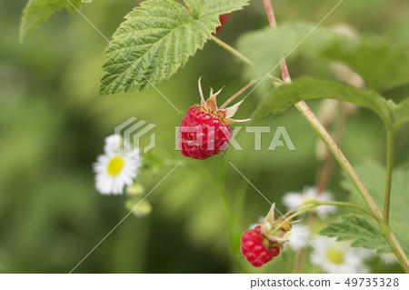 Ripe branch of raspberry on bush in the garden Ripe branch of raspberry on bush in the garden 49735328