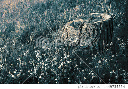 Old stump of a sawn tree trunk. 49735334