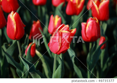 Tulip_choice 49735377