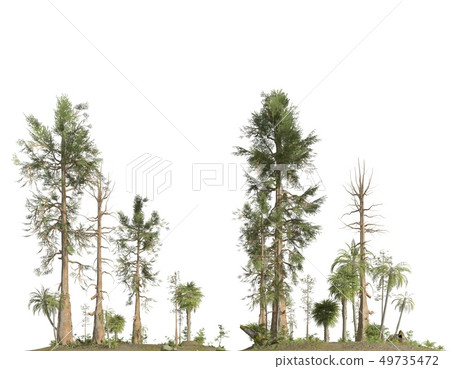 Forest of the mesozoic era isolated on white background 3D illustration Forest of the mesozoic era isolated on white background 3D illustration 49735472