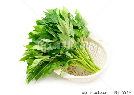 Tomorrow leaves 49735549