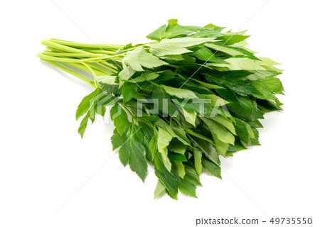 Tomorrow leaves Tomorrow leaves 49735550