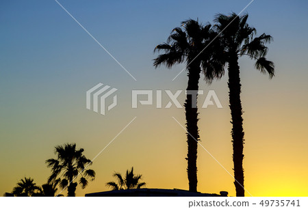 Silhouette palm trees at against the sky during 49735741