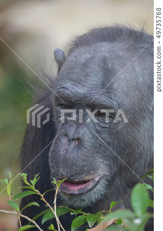 黑猩猩 49735768