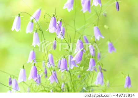 Iwashajin wildflowers nature background Iwashajin wildflowers nature background 49735934