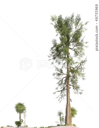 Trees of the mesozoic era isolated on white background 3D illustration Trees of the mesozoic era isolated on white background 3D illustration 49735969