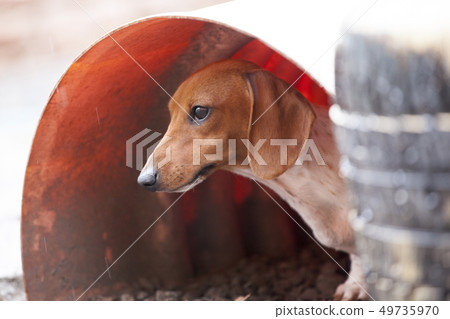 walking dachshund dog garden walking dachshund dog garden 49735970