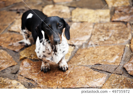 walking dachshund dog garden walking dachshund dog garden 49735972
