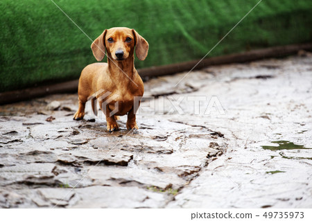 walking dachshund dog garden walking dachshund dog garden 49735973