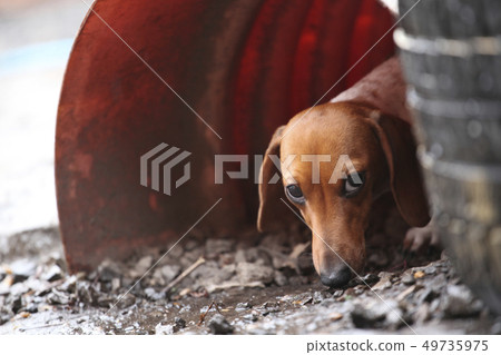 walking dachshund dog garden walking dachshund dog garden 49735975