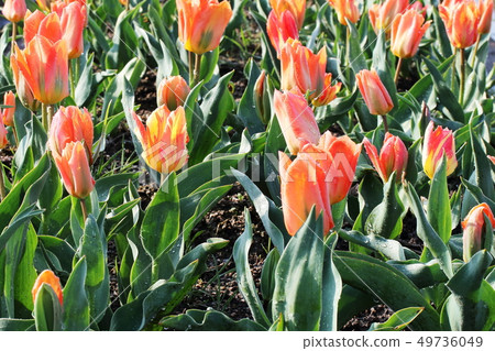 Tulip _ Orange Emperor Tulip _ Orange Emperor 49736049