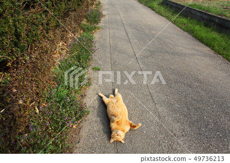 採取在路旁的貓休息 49736213