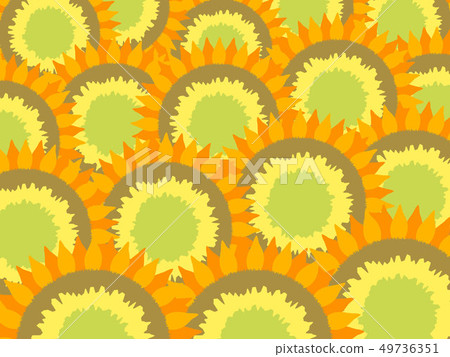 Sunflower vector illustration Sunflower vector illustration 49736351