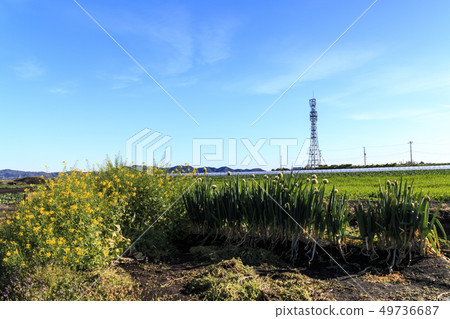 Field (spring) 49736687