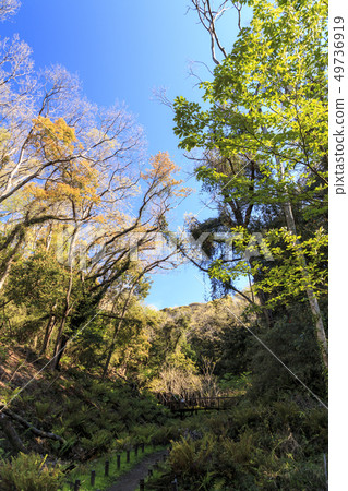 Koami Forest (spring) 49736919