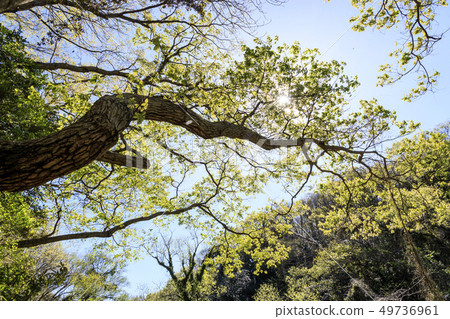 Koami Forest (spring) Koami Forest (spring) 49736961